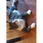 bts as a cat bts say I'm lazy