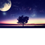 Moon and Tree Starlight Group