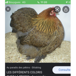 le 2pt groupe poule