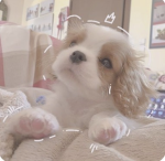 Kylie’s paws