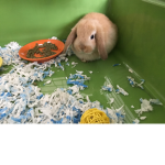 Carrot Cake the Bunny!