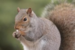 Squirrel fam!