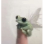 ~prettyy frogss~