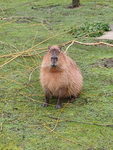 AMAZING CAPYBARA GROUP