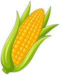 real corn fan group