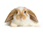 THEBUNNYGROUP101