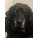 Coco Mafia