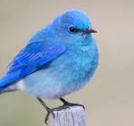 Cool Blue Bird Games