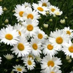 !!The flower group!!