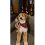 Nala the doge