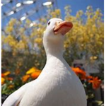 Save The Ducks :)