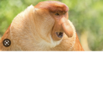 LONG NOSE!!