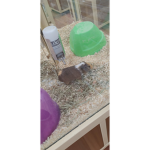 Guinea piggletsz 2