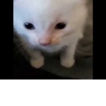 Herbert