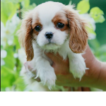 Fluffy Nation/ adopt me ideas/ott fam