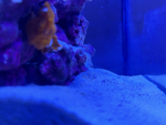 Biggest fishes