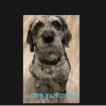 Ace’s Fan Club