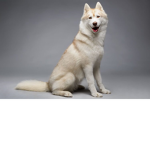 Huskies forever <3