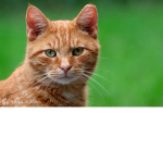 DA POP CAT PEOPLE