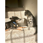 Dog vs tom the cat