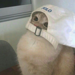「 ᴄᴏᴍᴇʟʏ 」
