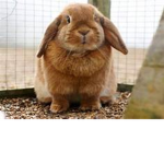 chubby bunney