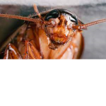 roachy club
