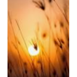 The Sunset Runner