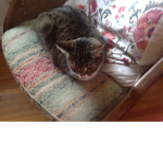 The Adventures of Beatrice The Cat
