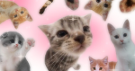 da fighting cats