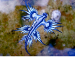 Marine Creature Facts