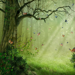 Forest of codes