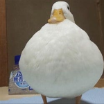 Duck Lover Studios.