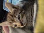 :3 cat