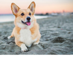 Corgis clothing!:D