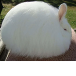 Fat Rabbit Boi Fan Group