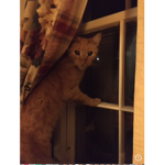Benny squad I love cats!