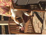 Doggo people hi