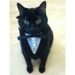 N2 The Talking Cat Group