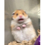 Hiaojaihqhia