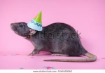 Fiesta de Ratas
