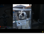 Beware of dog he wants snuggles