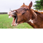 Horse chechres