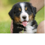 Elle puppy love