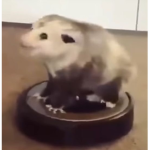 Opossum awesomeness