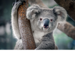 Koala Land ROBLOX Theme Park