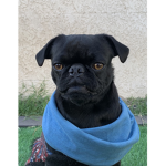 Meh pug group