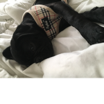 The cuteness of Pugs