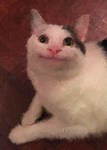 よっちゃんグループ