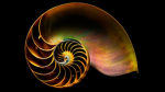 Za Golden Ratio